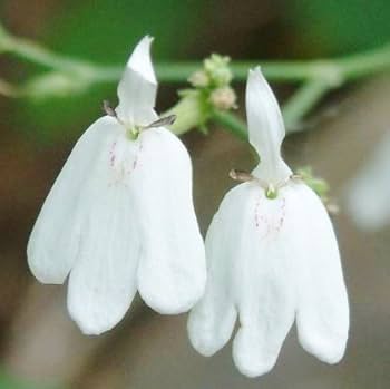 霊芝 71P+9v4xLSL._UF350,350_QL50_.jpg